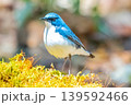 幸せの青い鳥 139592466