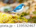 青い鳥 139592467