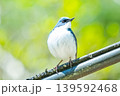幸せの青い鳥 139592468