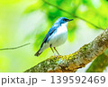 木に止まるコルリ 139592469