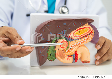 Pancreatitis, pancreatic cancer, Asian doctor with pancreas, gallbladder and bile duct human model. Pancreatitis, pancreatic cancer, Asian doctor with pancreas, gallbladder and bile duct human model. 139592495