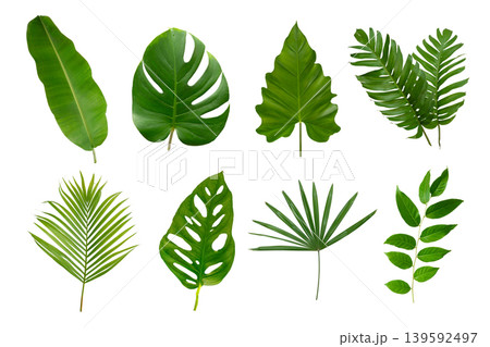 Banana, palm and momstera green leaf tropical plant isolated on white background. Banana, palm and momstera green leaf tropical plant isolated on white background. 139592497