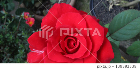 Close up of bright red roses in a natural garden. Close up of bright red roses in a natural garden. 139592539
