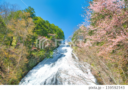 栃木県日光市 春を迎える奥日光の山桜と湯滝 栃木県日光市 春を迎える奥日光の山桜と湯滝 139592543