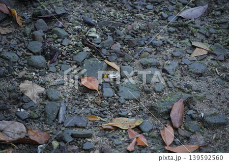 沖縄県_西表島_船浮_シオマネキ 沖縄県_西表島_船浮_シオマネキ 139592560