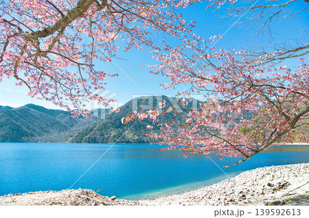 栃木県日光市　奥日光の満開の山桜と中禅寺湖 139592613