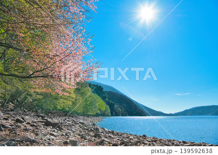 栃木県日光市 奥日光の満開の山桜と中禅寺湖 栃木県日光市 奥日光の満開の山桜と中禅寺湖 139592638