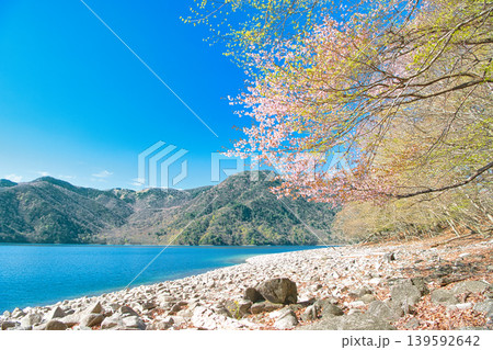 栃木県日光市 奥日光の満開の山桜と中禅寺湖 栃木県日光市 奥日光の満開の山桜と中禅寺湖 139592642