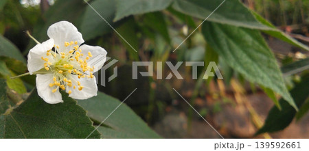 Close-up image of a white wildflower with yellow stamens in nature. 139592661