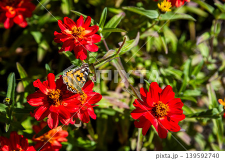 Delicate butterfly pollinating bright red zinnia flowers in summer sunlight Delicate butterfly pollinating bright red zinnia flowers in summer sunlight 139592740