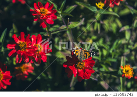Painted lady butterfly on red zinnia flower in sunny summer garden 139592742