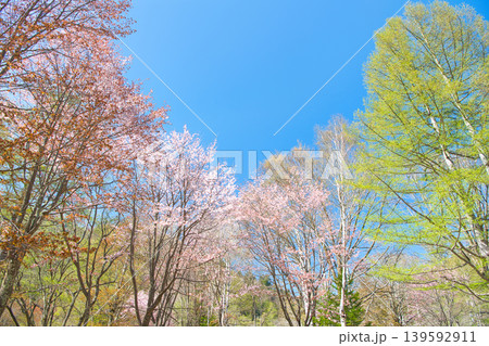 栃木県日光市 春を迎える奥日光の湯元温泉と満開の山桜 栃木県日光市 春を迎える奥日光の湯元温泉と満開の山桜 139592911