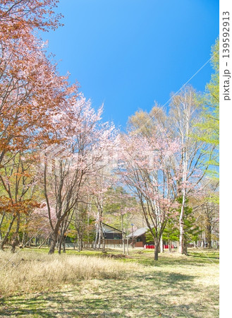 栃木県日光市 春を迎える奥日光の湯元温泉と満開の山桜 栃木県日光市 春を迎える奥日光の湯元温泉と満開の山桜 139592913