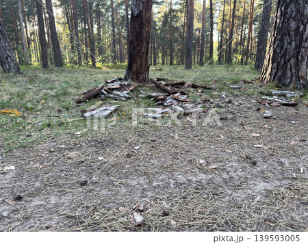 Pine forest litter with fallen bark and dry needles, natural texture of forest soil 139593005