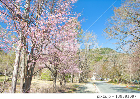 栃木県日光市 春を迎える奥日光の湯元温泉と満開の山桜 栃木県日光市 春を迎える奥日光の湯元温泉と満開の山桜 139593097