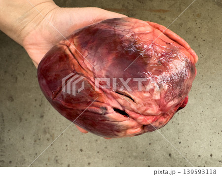 Close up of raw beef heart in hand, fresh offal for cutting, anatomy study and cooking Close up of raw beef heart in hand, fresh offal for cutting, anatomy study and cooking 139593118