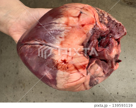 Close-up of raw animal heart in human hand, freshly cut offal meat for anatomical research, meat and food industry Close-up of raw animal heart in human hand, freshly cut offal meat for anatomical research, meat and food industry 139593119