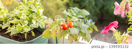 People plant and care for tomato plants on a balcony in the city. The small pots show green and red tomatoes ready to be picked during the growing season 139593132