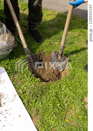 People Digging Soil to Plant Boxwood Shrub in Garden Vertical People Digging Soil to Plant Boxwood Shrub in Garden Vertical 139593197
