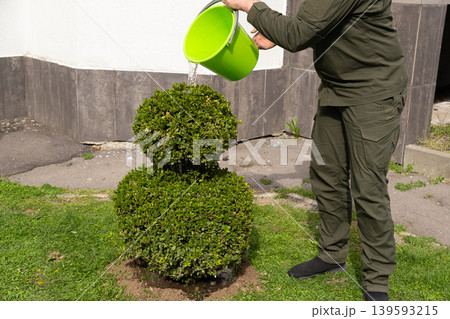 Watering Newly Planted Boxwood Shrub from Bucket in Garden Watering Newly Planted Boxwood Shrub from Bucket in Garden 139593215