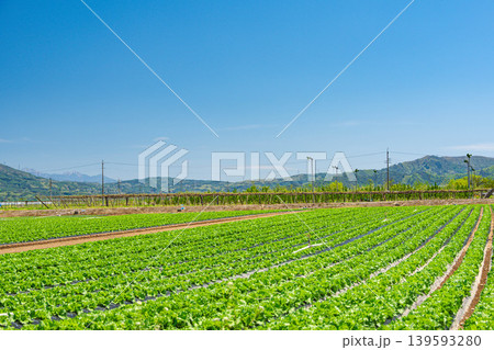 青空と成長するレタスの苗　信州の農村風景 139593280