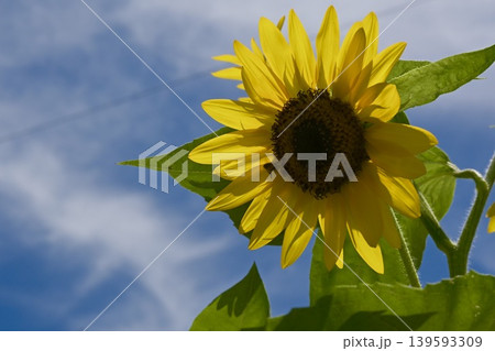 夏の空と元気に咲くひまわり 夏の空と元気に咲くひまわり 139593309