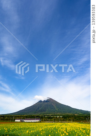 北海道、羊蹄山とひまわり 139593383