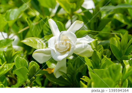 純白に輝くクチナシの花と光沢のある緑葉 139594164