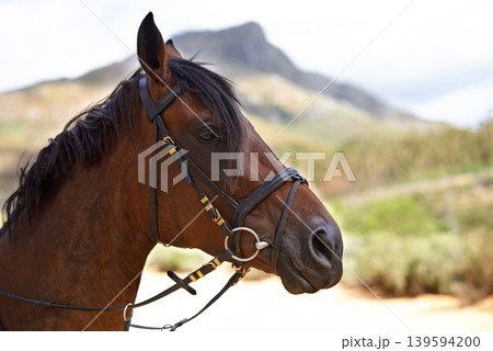 Profile, outdoor or horse in countryside, farm or nature for adventure, wellness or farming. Mountain, environment or head of domestic pet stallion or animal for equestrian racing in park to relax Profile, outdoor or horse in countryside, farm or nature for adventure, wellness or farming. Mountain, environment or head of domestic pet stallion or animal for equestrian racing in park to relax 139594200