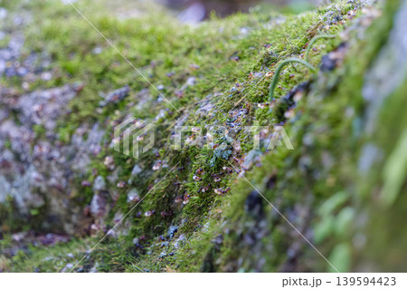 苔むした倒木の上を歩くアリの群れ 苔むした倒木の上を歩くアリの群れ 139594423