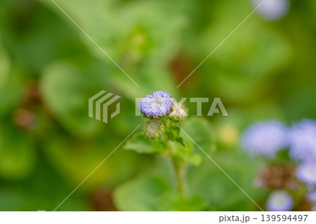 薄紫色の小さく可憐なアゲラタムの蕾と花 薄紫色の小さく可憐なアゲラタムの蕾と花 139594497