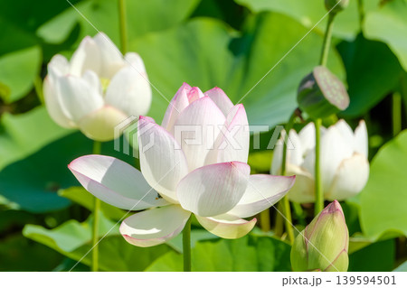 夏の日差しに輝く満開の蓮の花と緑の葉 夏の日差しに輝く満開の蓮の花と緑の葉 139594501