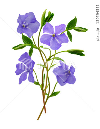 bunch of blossom vinca flowers isolated on white backgroun bunch of blossom vinca flowers isolated on white backgroun 139594551