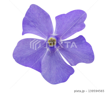 vinca flower isolated on white background, top view 139594565
