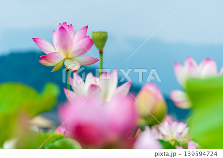 青空と山々を背景に美しく咲き誇る夏の蓮の花畑 139594724