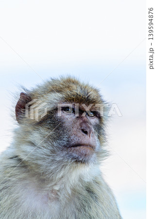 Barbary macaque (Macaca sylvanus), also known as the tailless macaque. 139594876