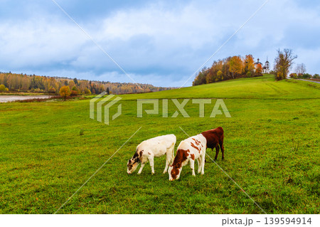Cows graze peacefully in a green pasture during a tranquil autumn day 139594914