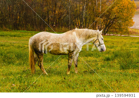 Gray horse grazing peacefully in an autumn field 139594931