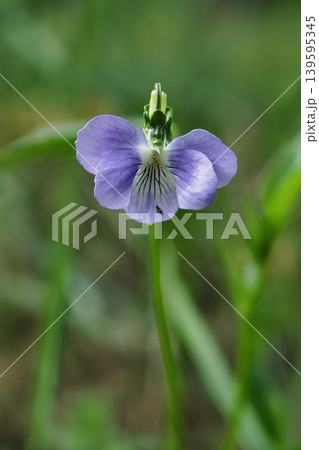 A single purple flower grows in a lush green field. Sunlight shines down, highlighting the flower's petals as it stands among the grass on a clear day A single purple flower grows in a lush green field. Sunlight shines down, highlighting the flower's petals as it stands among the grass on a clear day 139595345