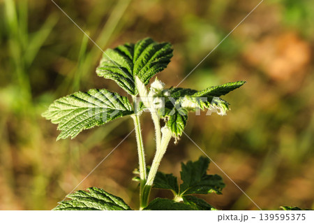 A young plant shows fresh green leaves under bright sunlight in a garden. The setting is open with some grass and blurred background A young plant shows fresh green leaves under bright sunlight in a garden. The setting is open with some grass and blurred background 139595375