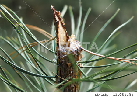 A broken branch on a pine tree shows dripping resin and long green needles under natural light in a forest during the day A broken branch on a pine tree shows dripping resin and long green needles under natural light in a forest during the day 139595385