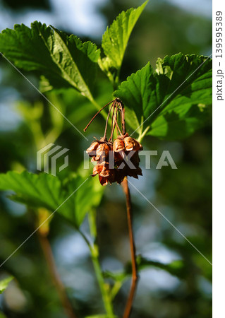 A plant shows dried fruits hanging among green leaves in a garden. Sunlight shines on the leaves, highlighting the natural scene 139595389