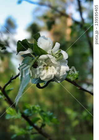 A white flower opens on an apple tree branch in a garden during spring. Green leaves surround the flower in bright natural light A white flower opens on an apple tree branch in a garden during spring. Green leaves surround the flower in bright natural light 139595405