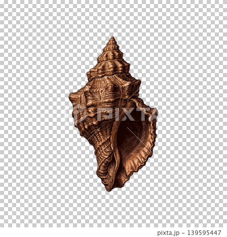 Vintage hand drawn sea shell spiral conch isolated Vintage hand drawn sea shell spiral conch isolated 139595447