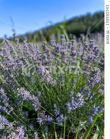 Lavender Field in Full Bloom Under Blue Sky Lavender Field in Full Bloom Under Blue Sky 139595543
