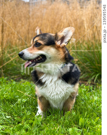 Happy Corgi Dog Sitting on Green Grass Outdoors Happy Corgi Dog Sitting on Green Grass Outdoors 139595548