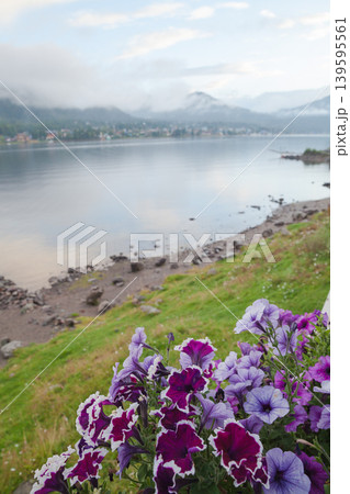 Vibrant purple and magenta petunias spill from a window box onto a grassy shore 139595561