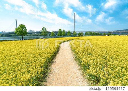 Seoul, South Korea - May. 10, 2026 : Scenic landscape of a yellow canola flower field with a lone tree under a blue sky in Guri Hangang Park 139595637
