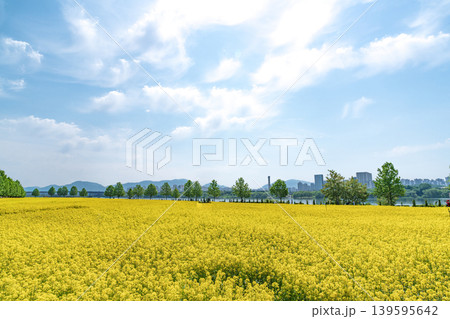 Seoul, South Korea - May. 10, 2026 : Scenic landscape of a yellow canola flower field with a lone tree under a blue sky in Guri Hangang Park 139595642