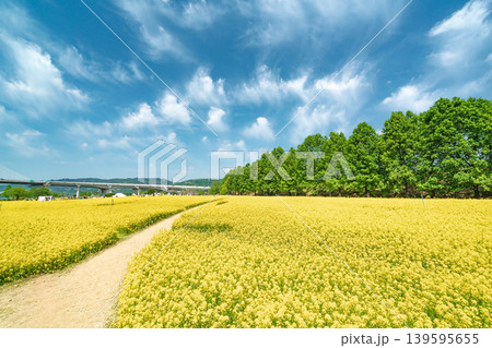 Seoul, South Korea - May. 10, 2026 : Scenic landscape of a yellow canola flower field with a lone tree under a blue sky in Guri Hangang Park 139595655